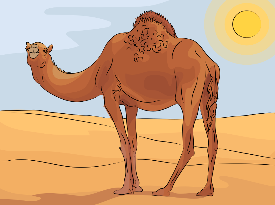 Camel