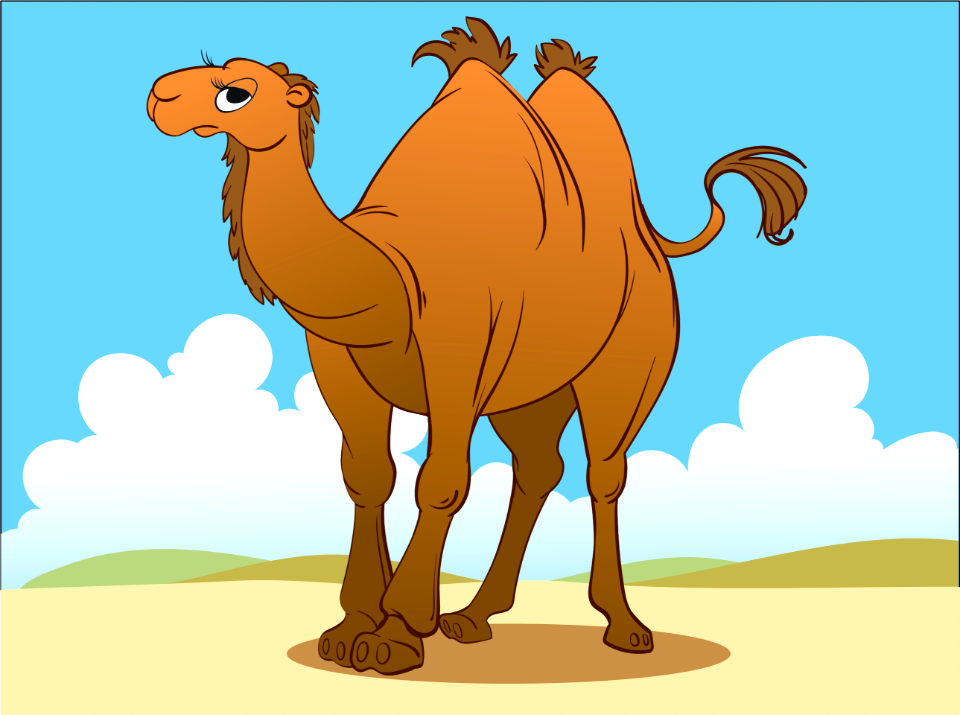 Camel