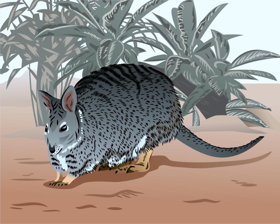 Banded hare-wallaby