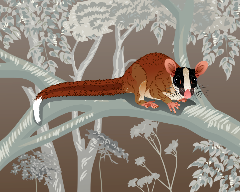 Bushy-Tailed Opossum