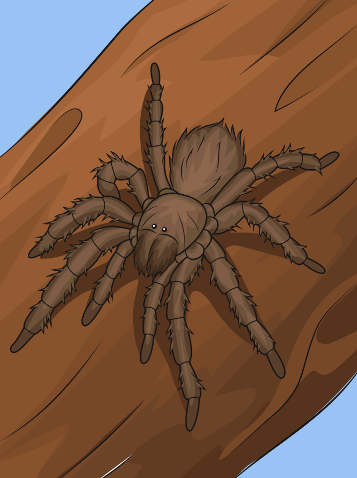 Chilean Rose Tarantula spider
