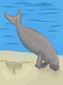 Dugong