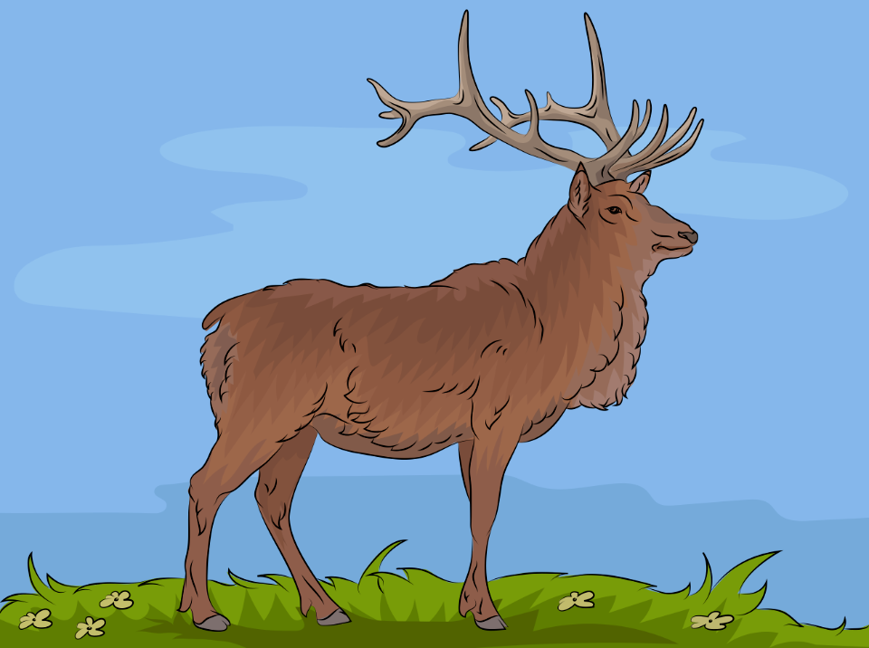 Elk