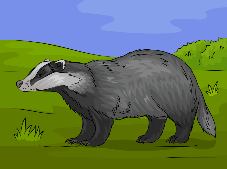 European badger