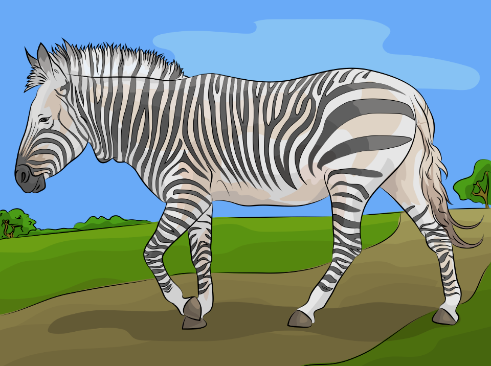 Hartman mountain zebra