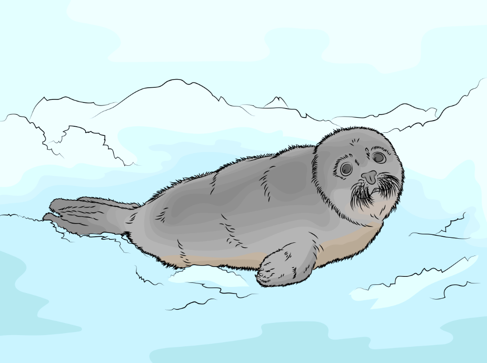 Harp Seal