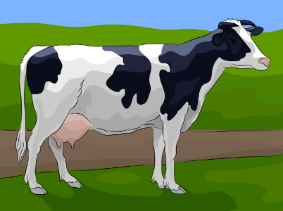 Holstein Cow