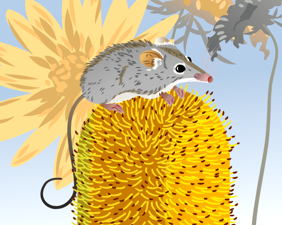 Honey Possum