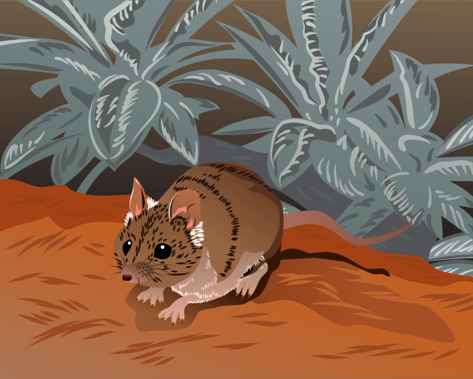Julia Creek Dunnart