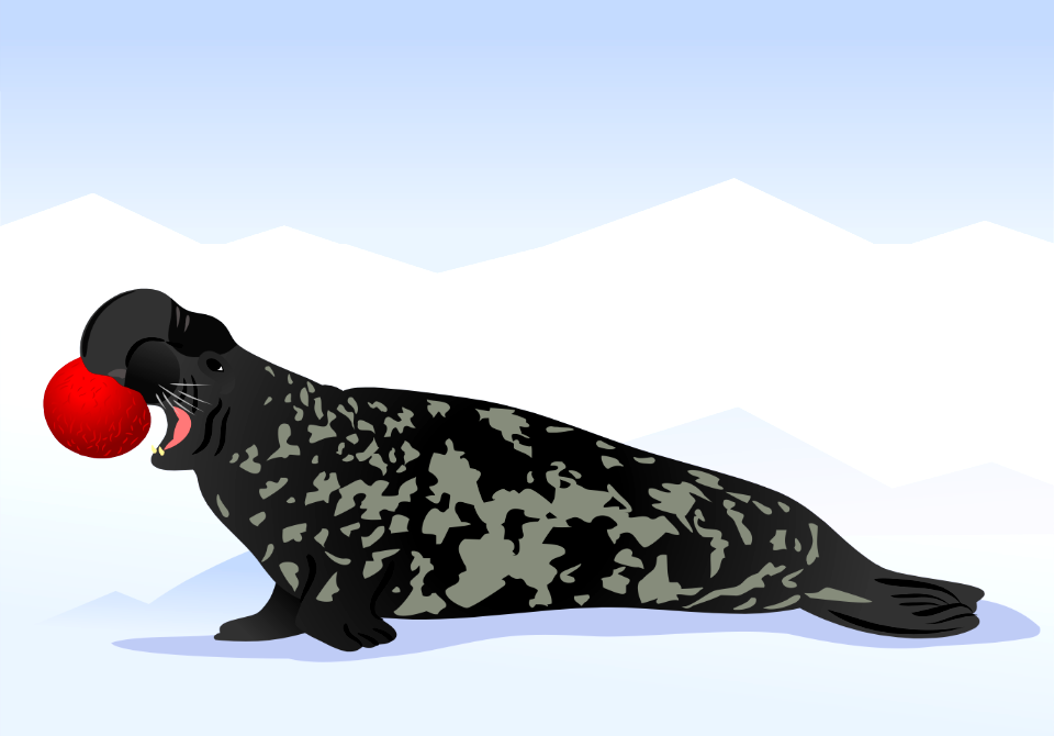 Hooded Seal