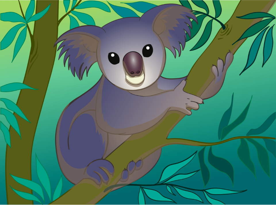 Koala