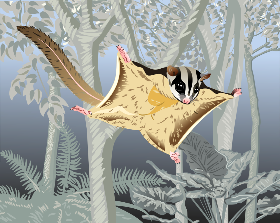 Mahogany Glider