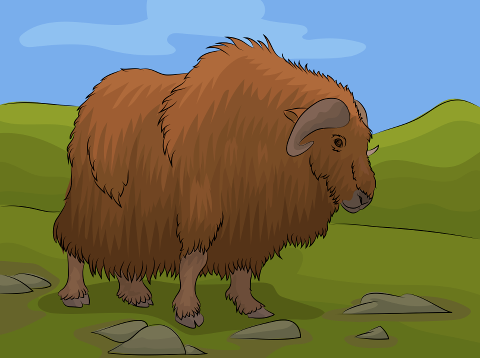Musk ox