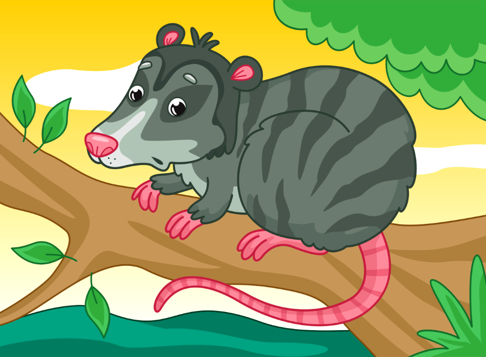 Opossum