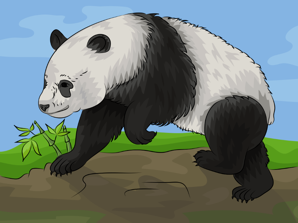 Panda