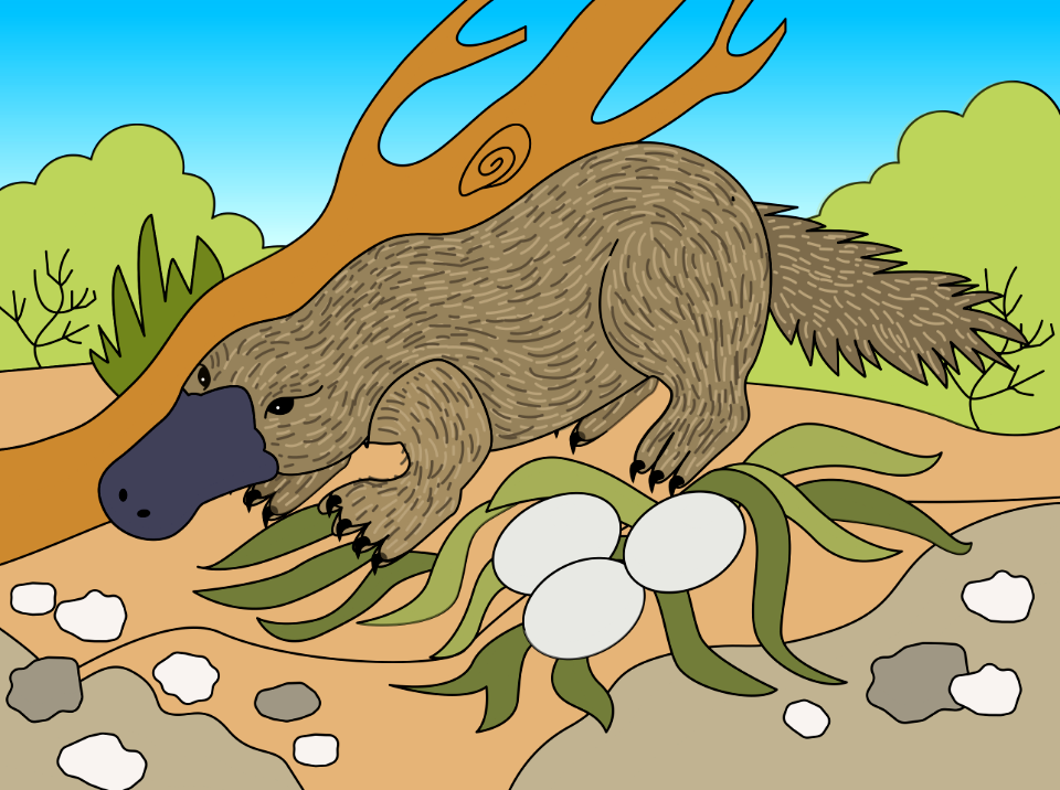 Platypus