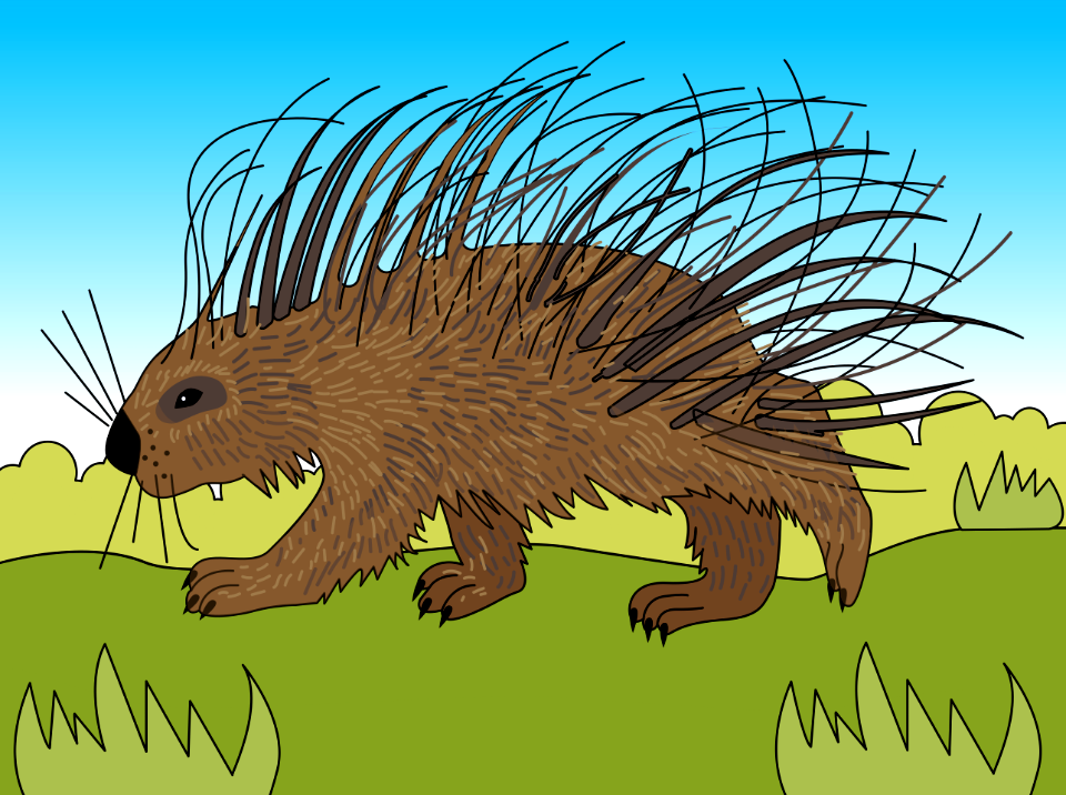 Porcupine