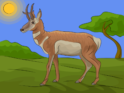 Pronghorn