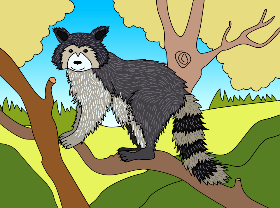 Racoon