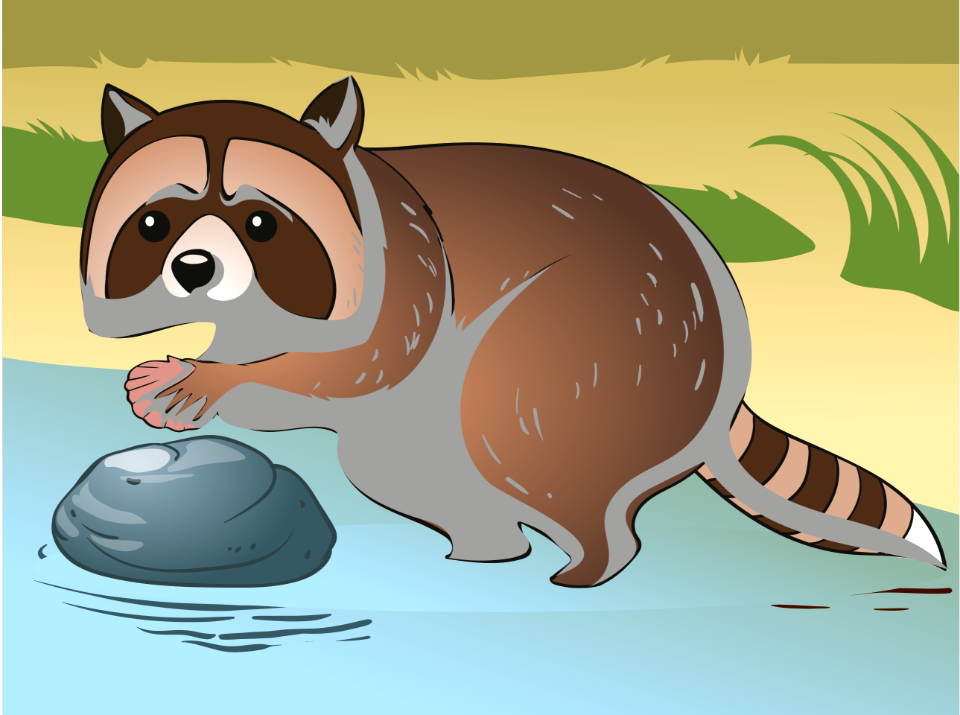 Raccoon