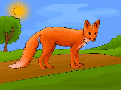 Red fox