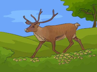 Reindeer