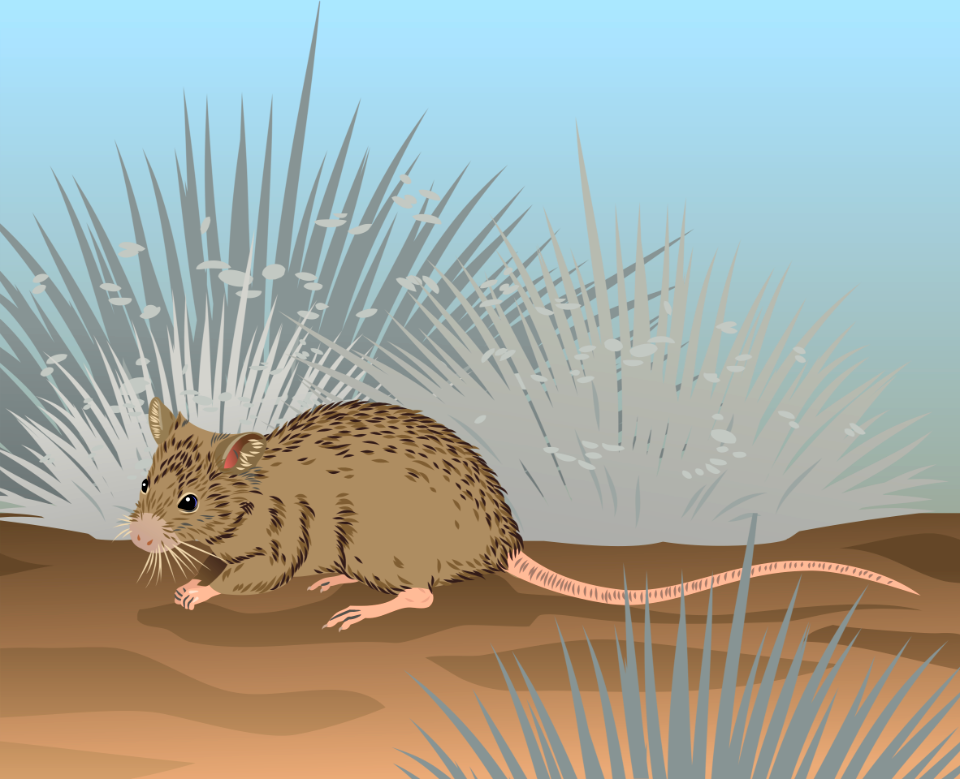 Shark Bay Mouse