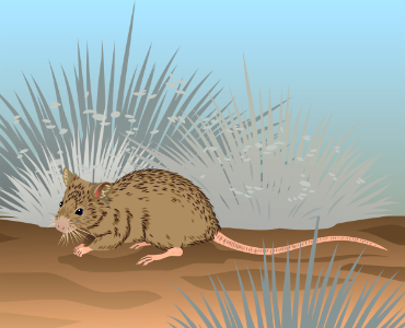 Shark Bay Mouse