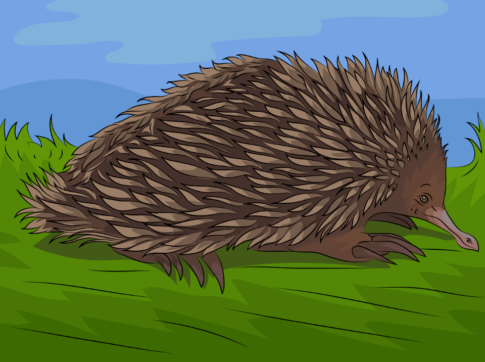 Short-beaked echidna