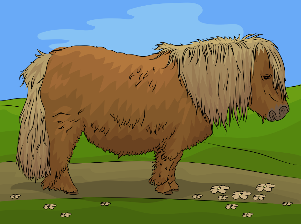 Shetland Pony