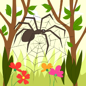 Spider