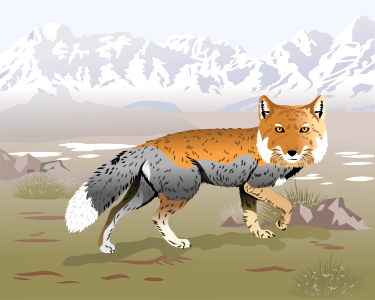 Tibetan fox