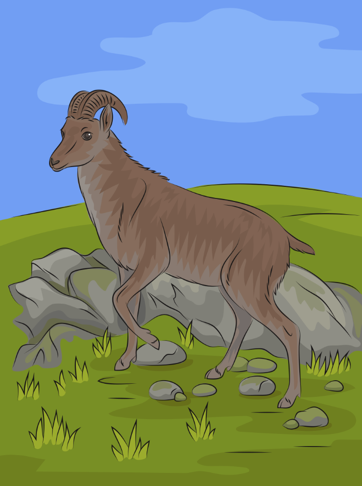 Wild goat Nilgiri tahr