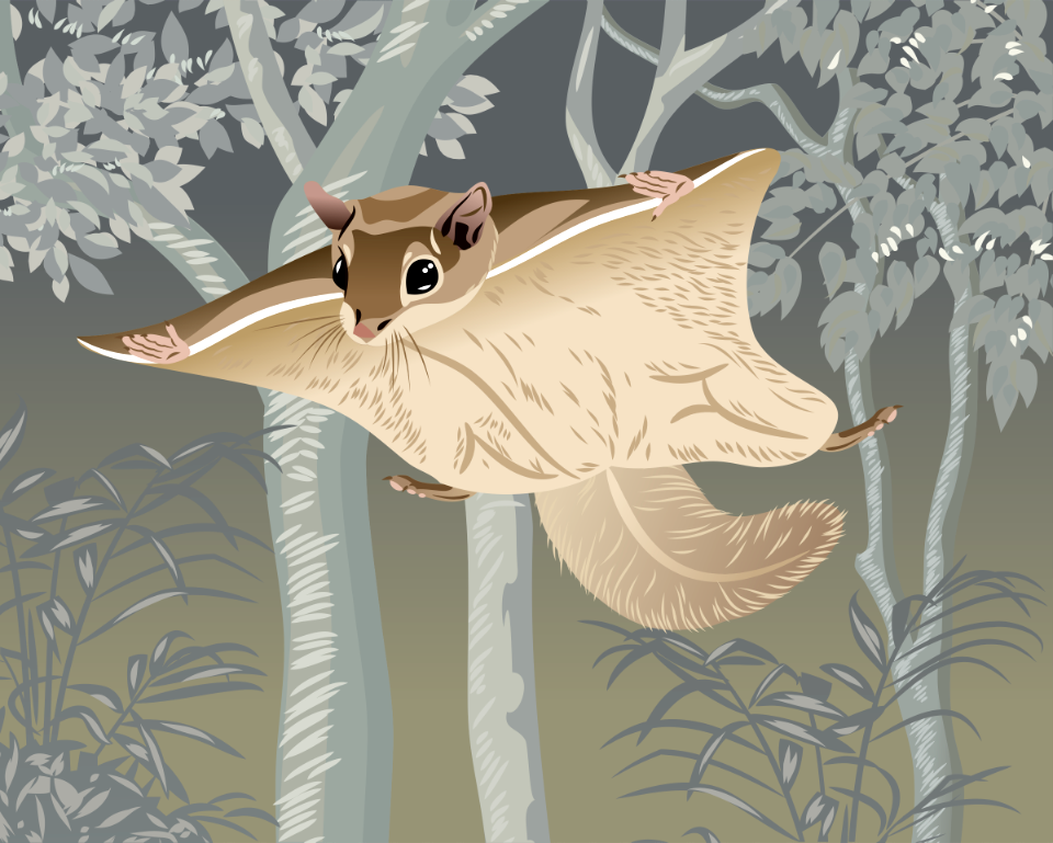 Woolly Flying Squirrel