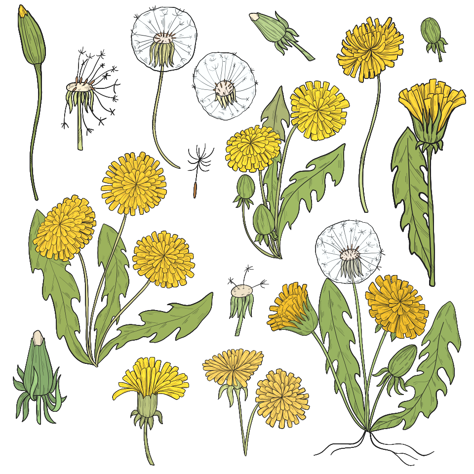 Dandelion