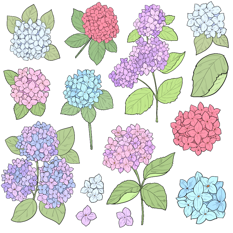Hydrangea