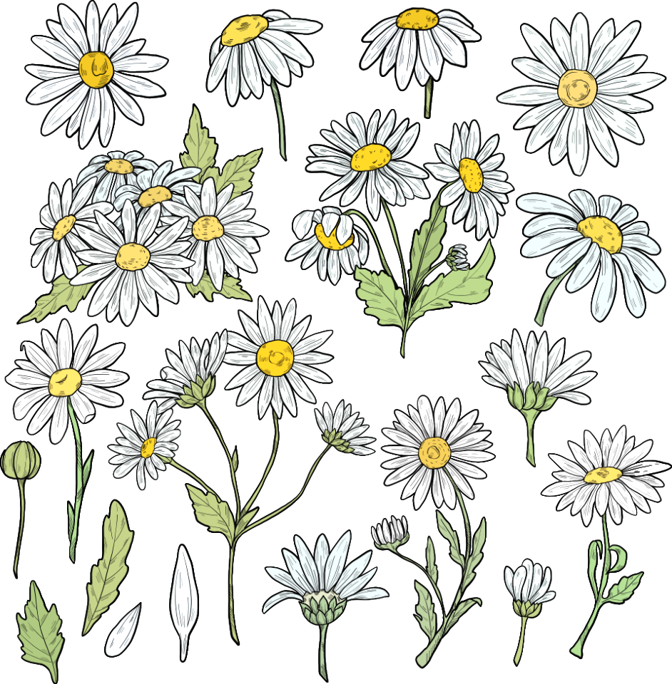 Daisy