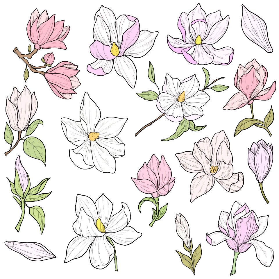 Magnolia