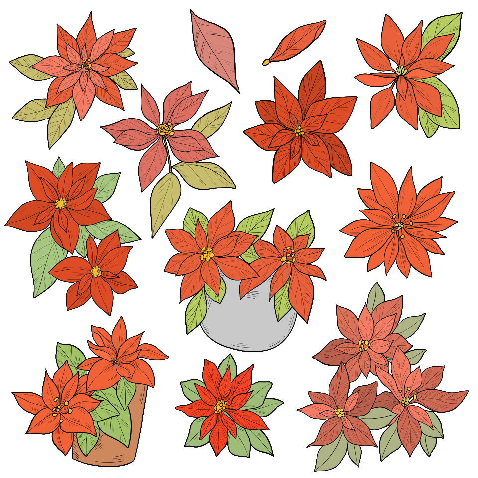 Poinsettia