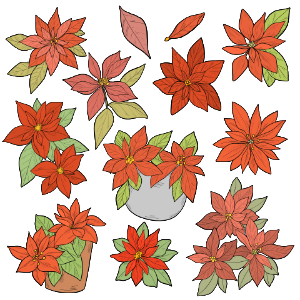 Poinsettia