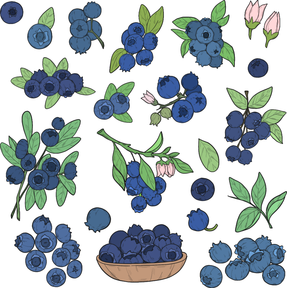 Blueberry