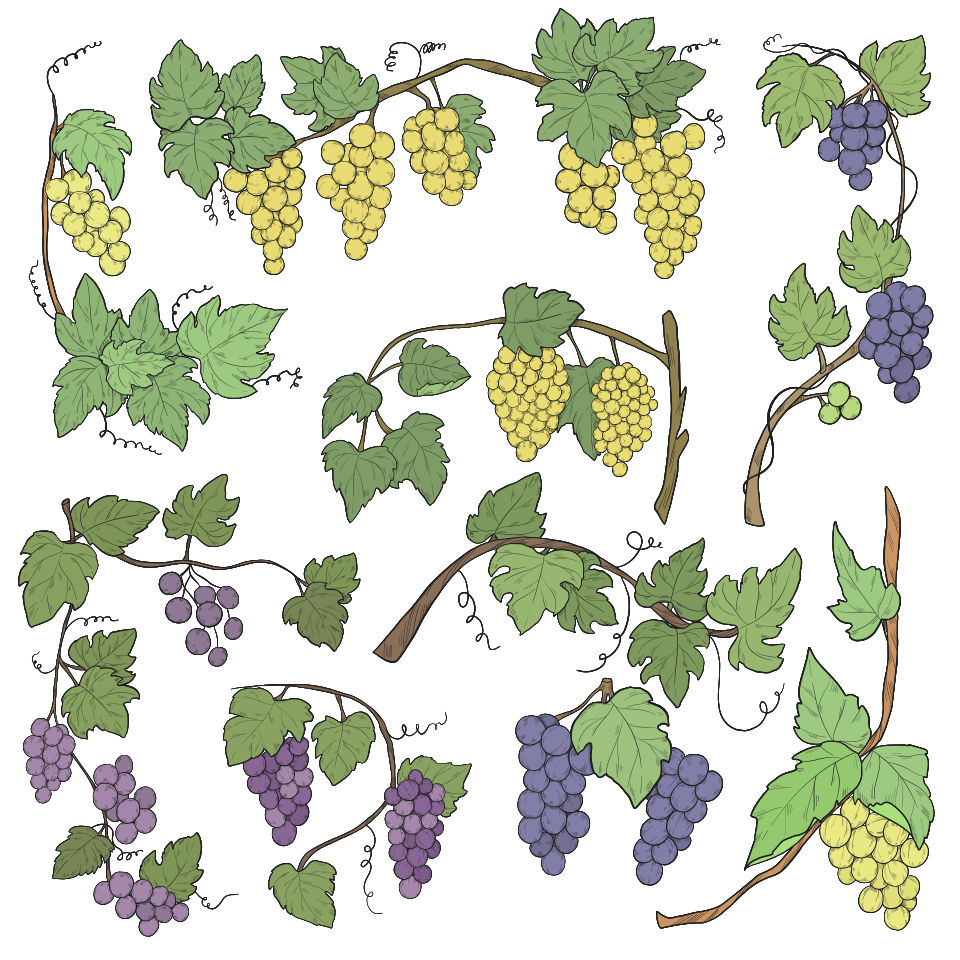 Grapevine