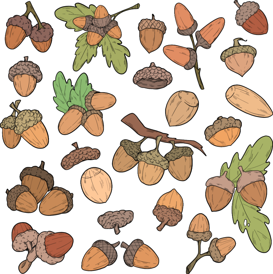 Acorn