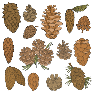 Pine cone