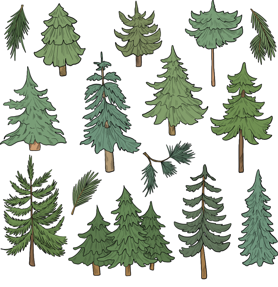 Evergreen tree