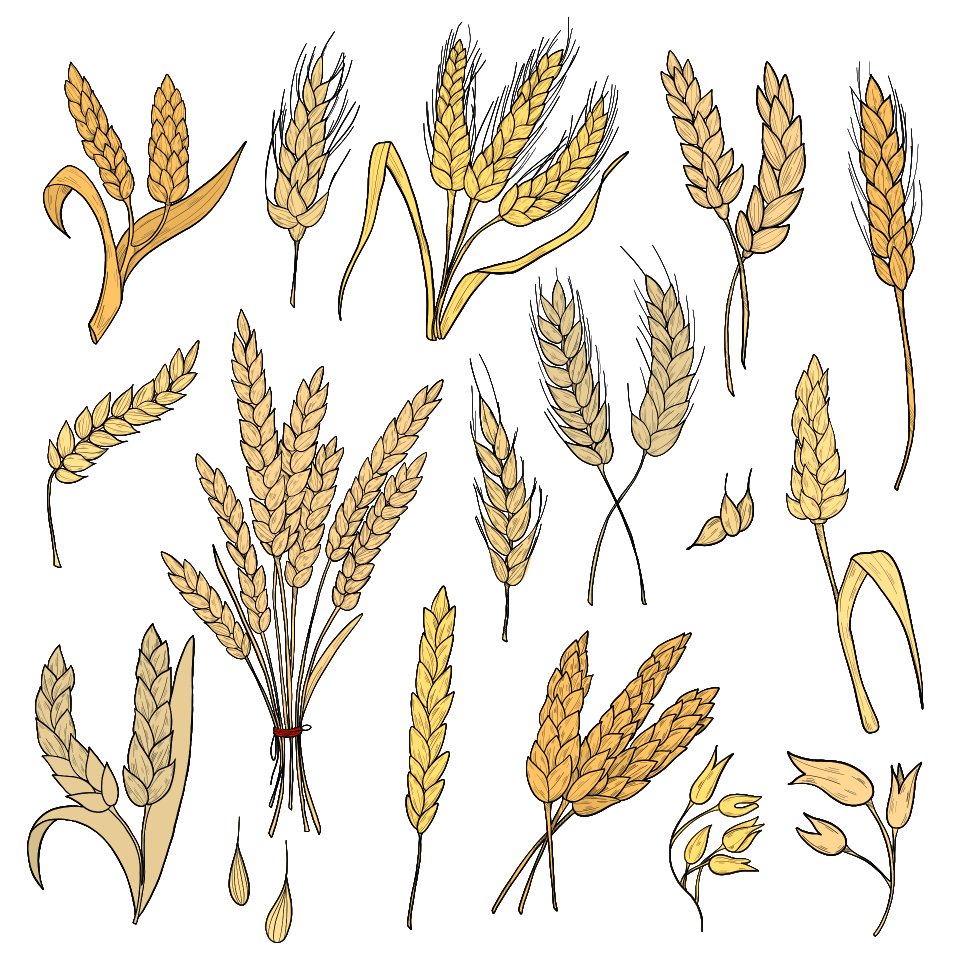 Wheat