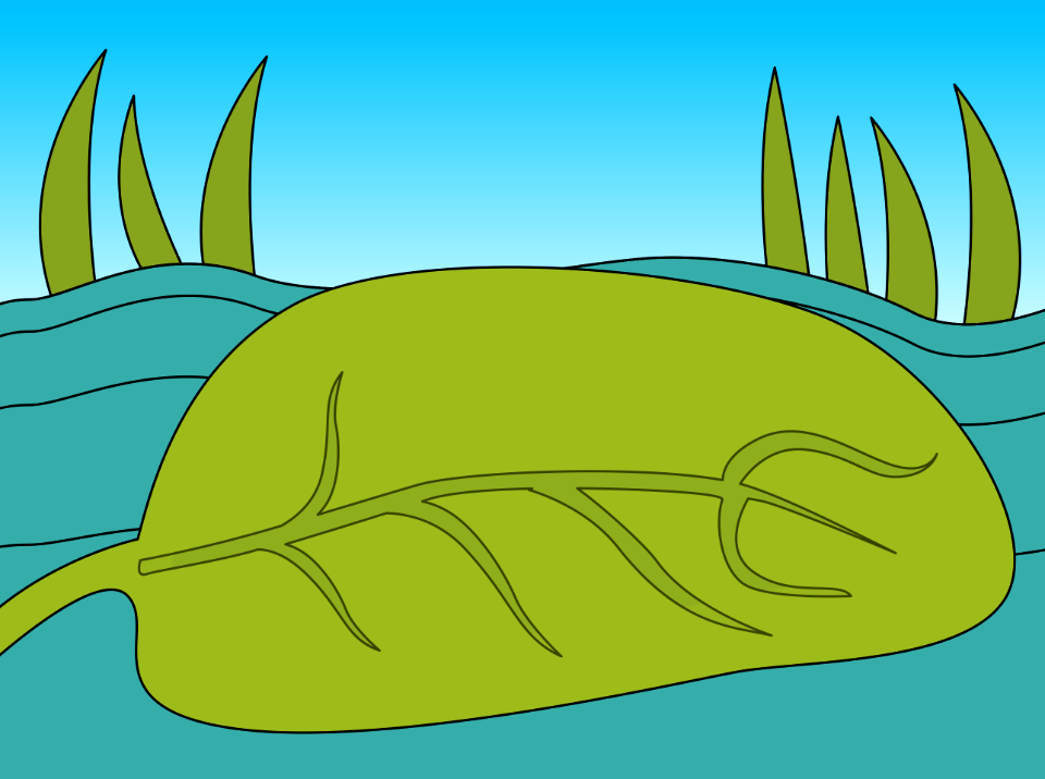 Lily pad