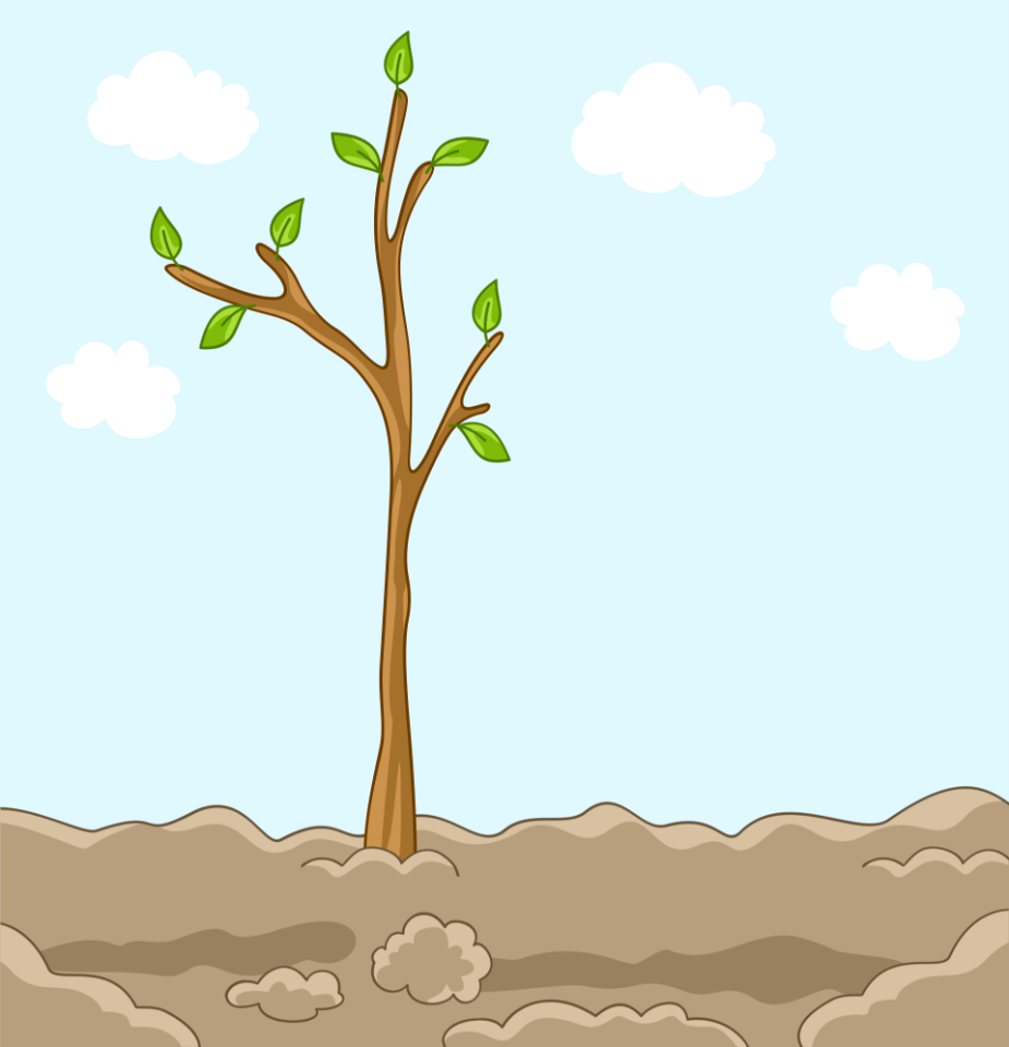 Planted tree