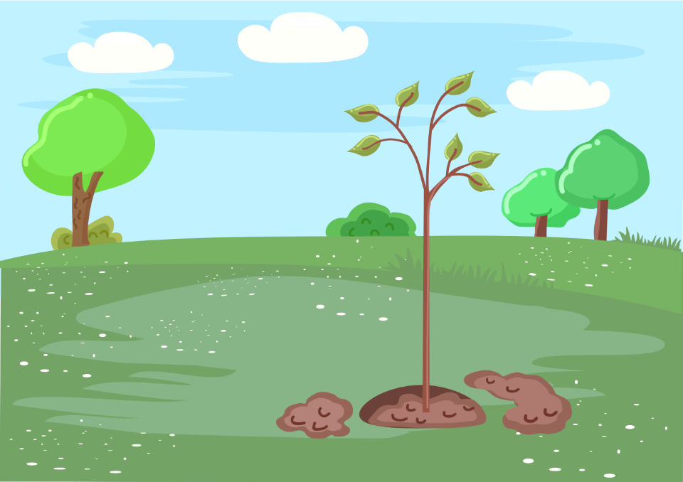 Young planted tree