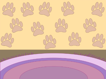 Dogs room